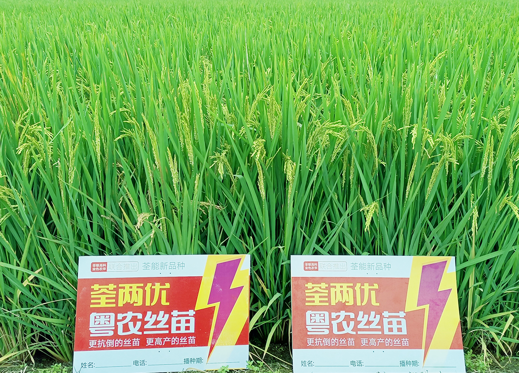 荃兩優粵農絲苗